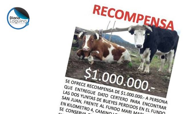 Recompensarán con $1.000.000 a quien entregue datos del paradero de bueyes robados