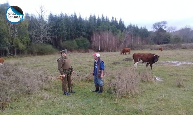 Cuatreros devolvieron animales robados la noche del martes en la comuna de Mariquina