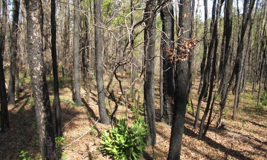 La protección del bosque nativo podría ser clave para combatir los incendios forestales en Chile