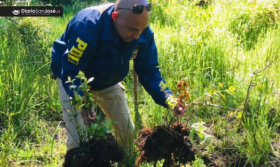 PDI recuperó plantas de arándanos de exportación sustraidas de fundo en San José