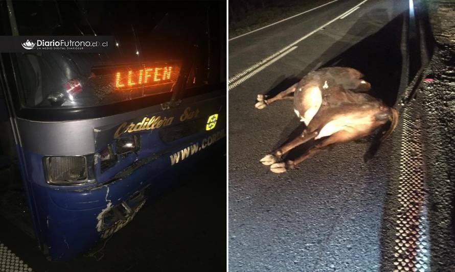 [PRECAUCIÓN] Bus de Futrono chocó con animales sueltos en sector El Llolly