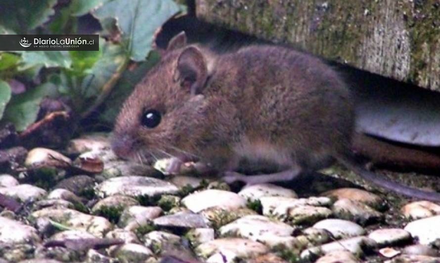 Confirman muerte de niño de 10 años por virus hanta en Los Ríos