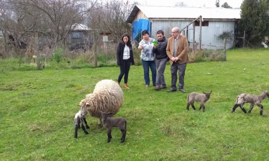 Productores ovinos de Lanco recibirán recursos del FOSIS