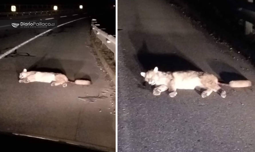 Puma bebé fue atropellado en la carretera a la altura de El Salto