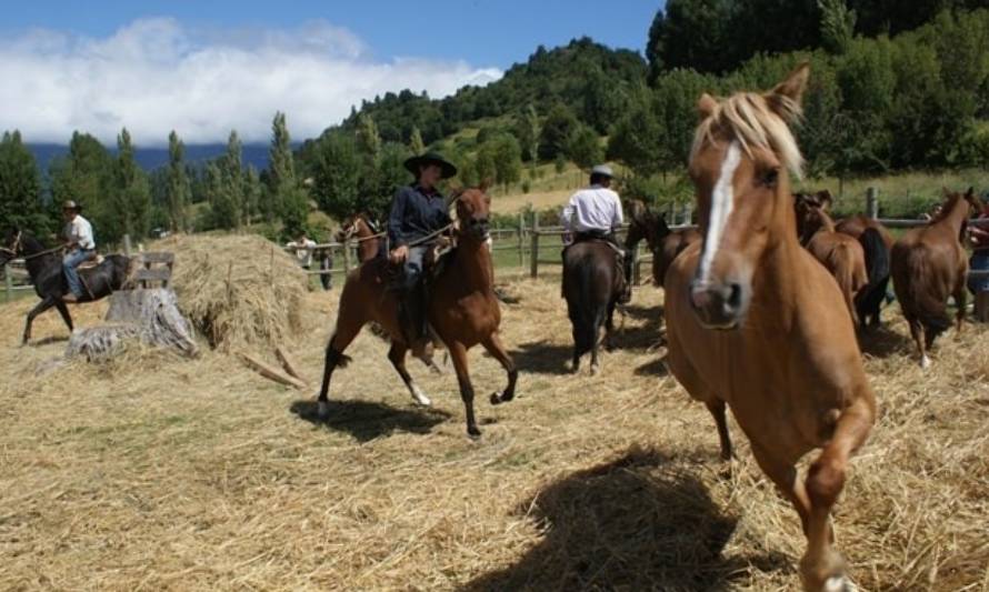 Lago Ranco: No te pierdas las versión 2020 de la Trilla a Caballo Suelto de Illahuapi