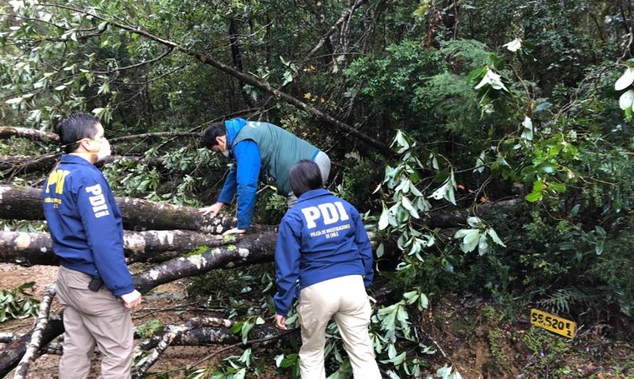 Investigan tala ilegal en Parque Nacional Alerce Costero