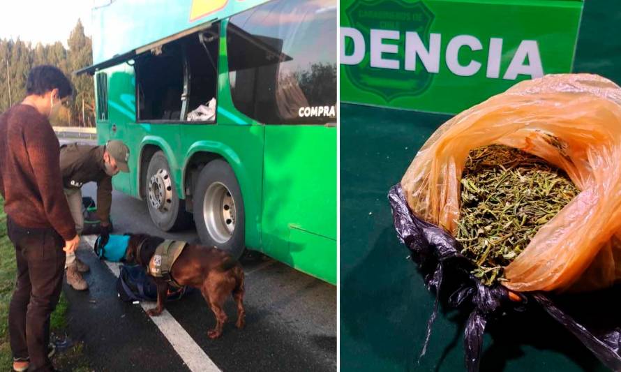 "Euro" lo hizo de nuevo: decomisan marihuana en control carretero