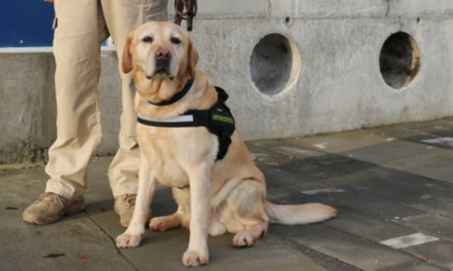 Misión cumplida: "Anker",can detector de drogas, se acoge a retiro