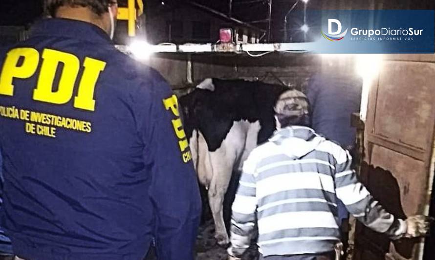 Capturan a sujeto buscado por abigeato en Paillaco