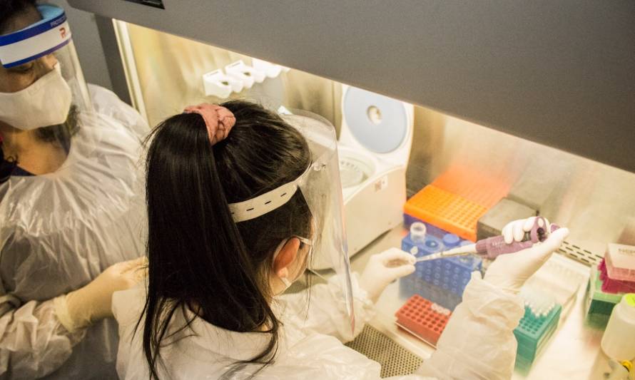 Laboratorio UACh completa 10 mil exámenes de PCR procesados en Los Ríos