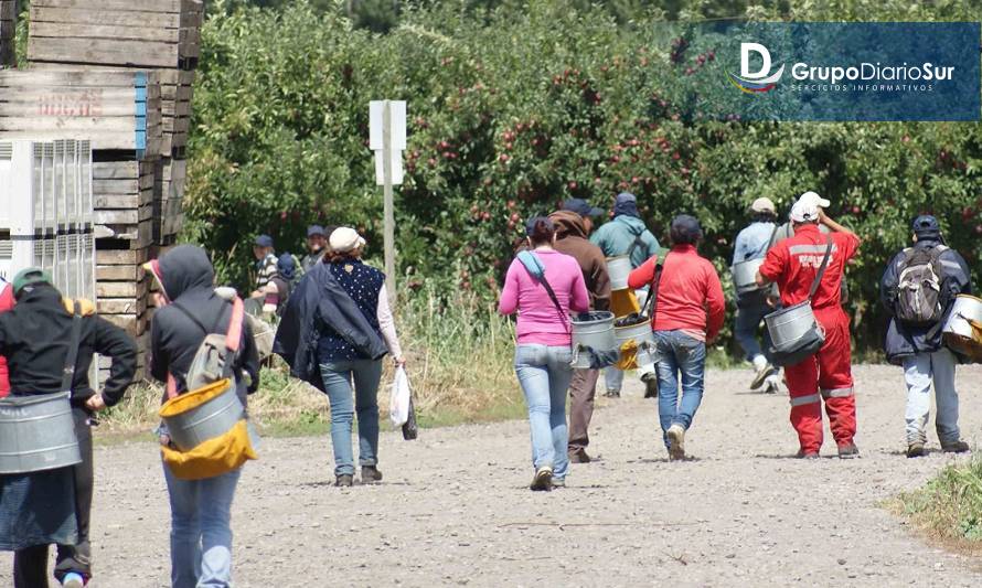 Trabajadores de temporada tienen derechos especiales en Fonasa