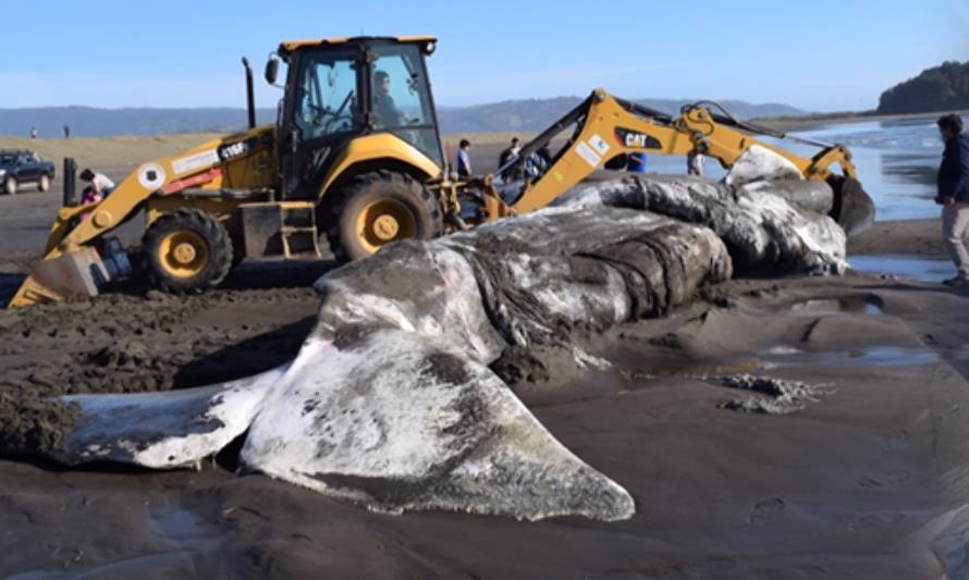 Cachalote varó en la playa de Chan Chan en Mariquina