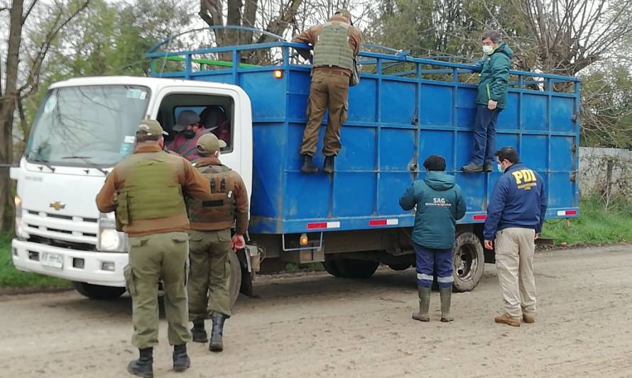 PDI realiza operativo en la feria ganadera de Río Bueno