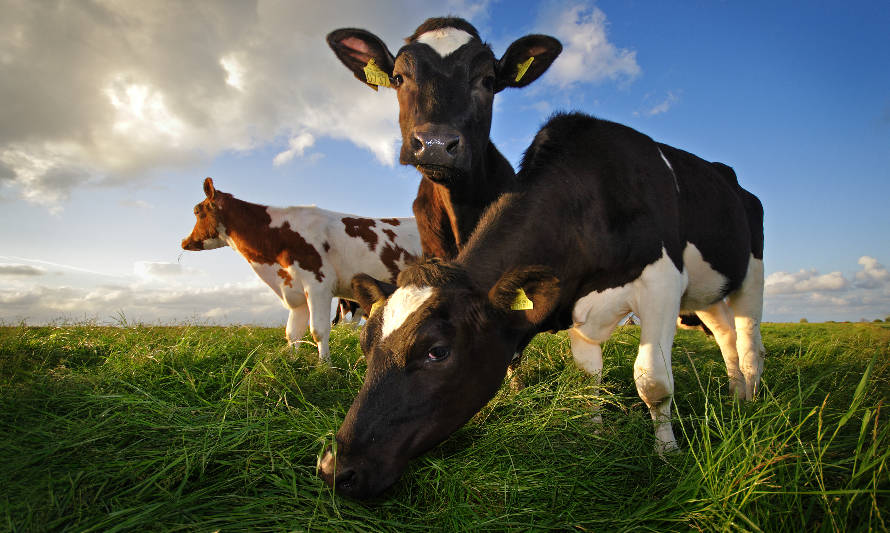 En Expo Chile Agrícola 2020 se lanzó el proyecto Chile Origen Consciente