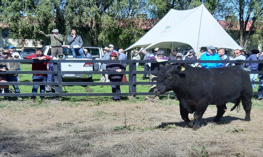 INIA suspende su tradicional Día del Toro y realizará venta directa de reproductores