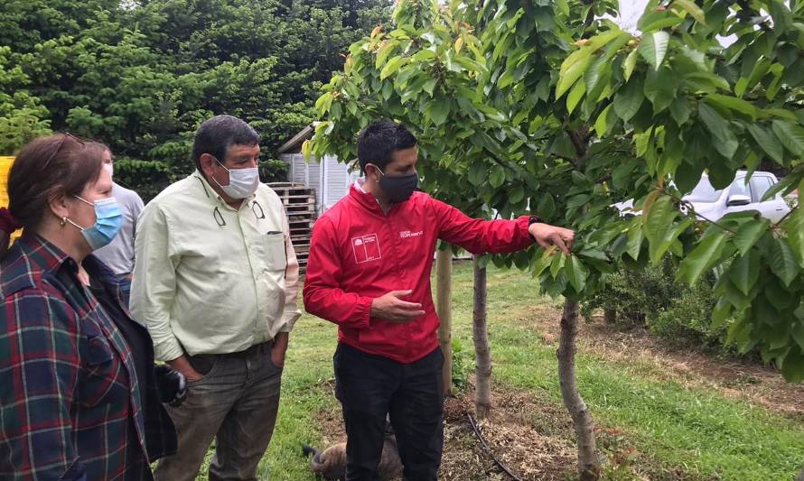 Exportadora de Berries de La Unión ganó fondo para instalar paneles solares y mejorar producción