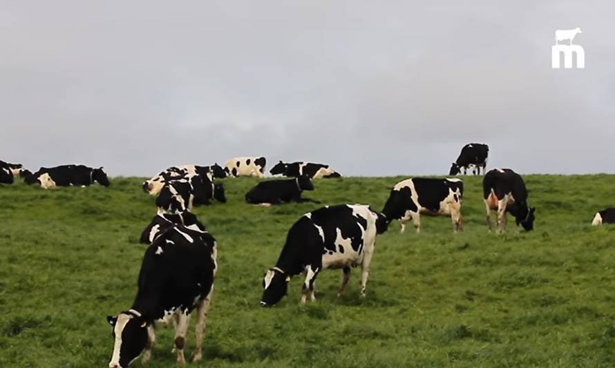 PTI Lechero lanza campaña para dar a conocer los beneficios de la leche chilena