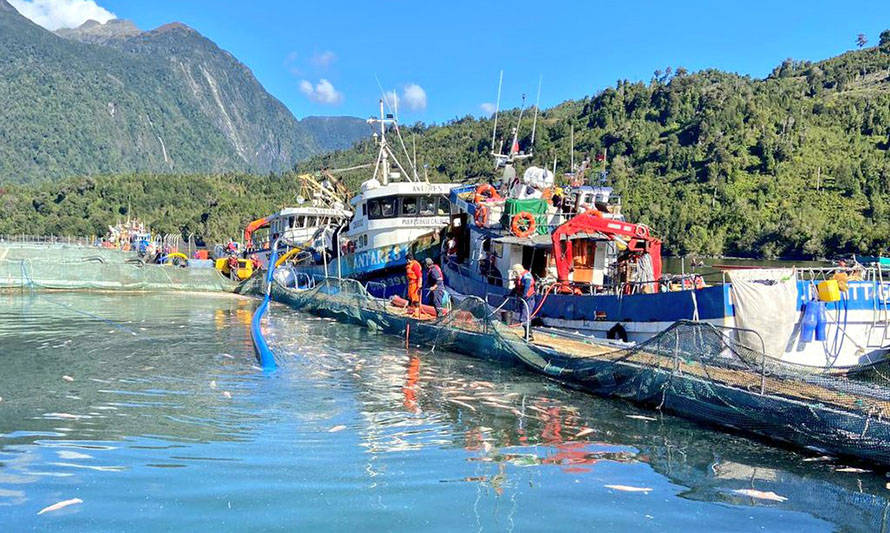 Conoce a la empresas que acumulan mayores mortalidades de peces por contingencia en Los Lagos y Aysén