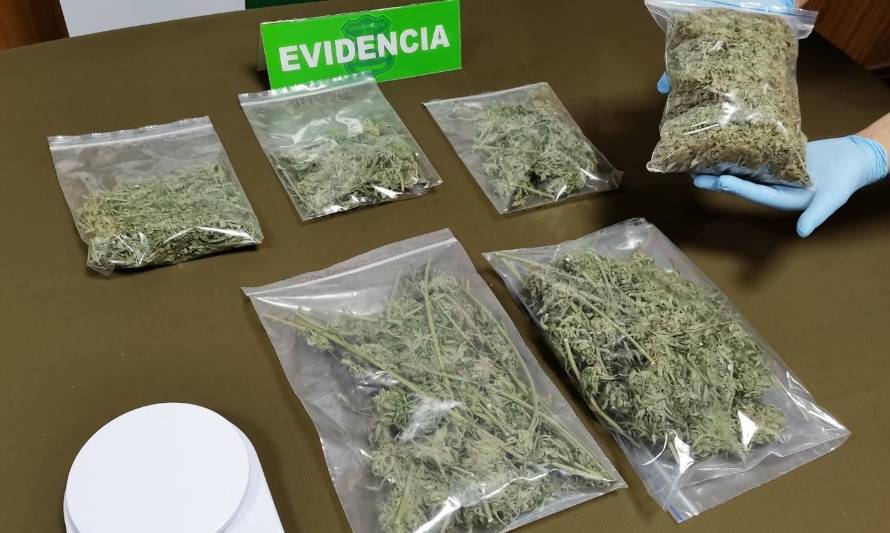 Madre e hijo detenidos en Lanco por cultivo de marihuana