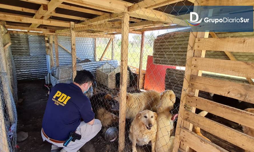 PDI Valdivia detuvo a mujer que mantenía 21 perros en pésimas condiciones
