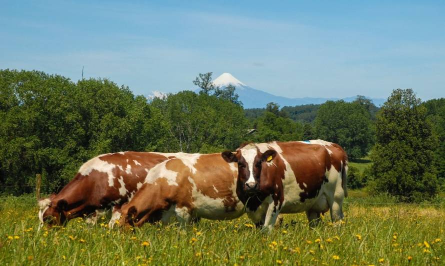 Primera Feria Digital Leche del Sur conectará a emprendedores de productos lácteos con potenciales clientes