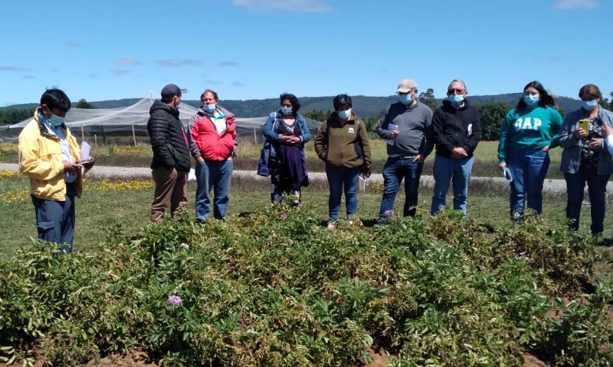 Fortalecen manejo agronómico del cultivo de papas nativas de colores en Los Ríos