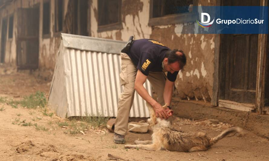 PDI inició investigación por mascotas envenenadas en La Unión 