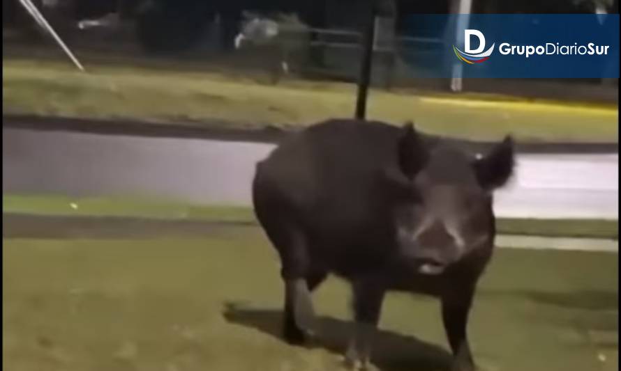 El animal fue visto la noche de este lunes.