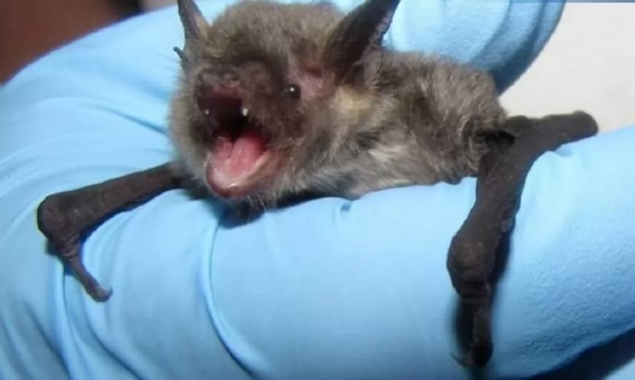 Confirman sexto caso de murciélago con rabia en Los Ríos