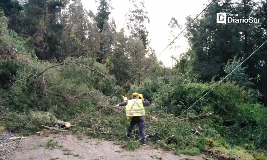 Despejan camino cortado por caída de árbol en Mariquina 