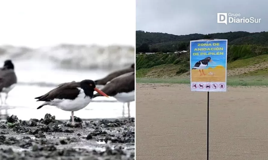Aves anidan en la arena de playa Curiñanco: piden no destruir los nidos