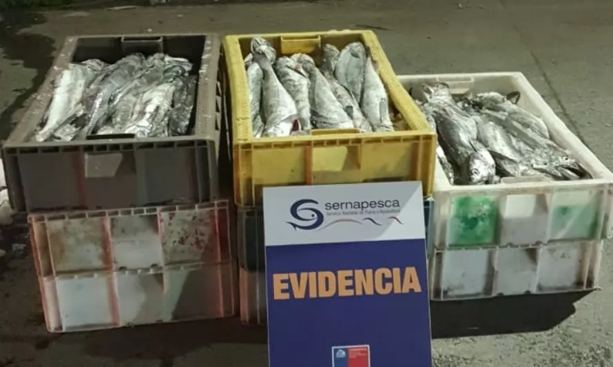 En exitosa fiscalización decomisan cientos de kilos de merluza del sur en Los Ríos