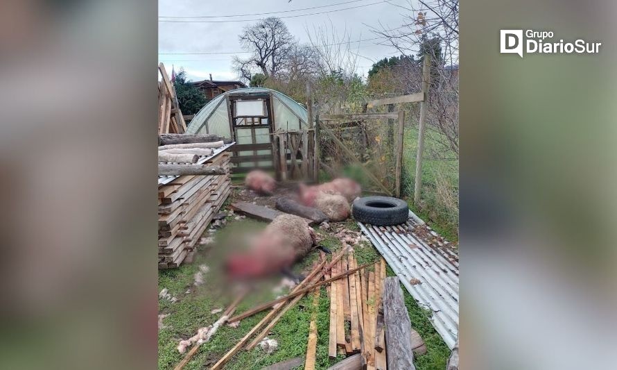 Una importante pérdida para una familia dejó el ataque de los perros. Crédito: Cedida.