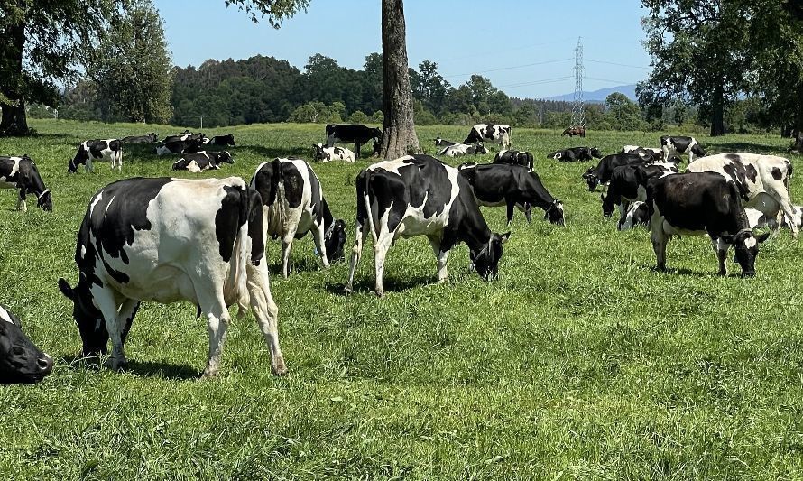 INIA Remehue potencia su trabajo de investigación y transferencia tecnológica en producción de leche