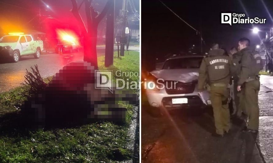 Lamentable y preocupante: vacuno muere atropellado en plena avenida de Valdivia