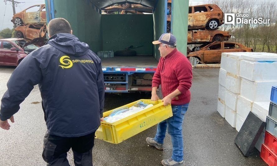 Donan merluzas y congrios incautados en control carretero en Los Ríos 