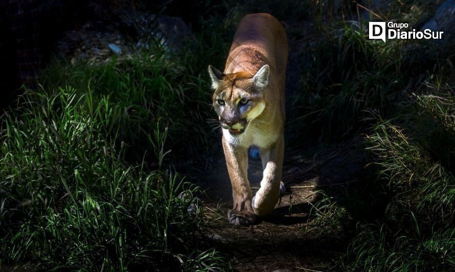 Atacado por puma hallan cadáver a 55 metros de su casa en Petrohué