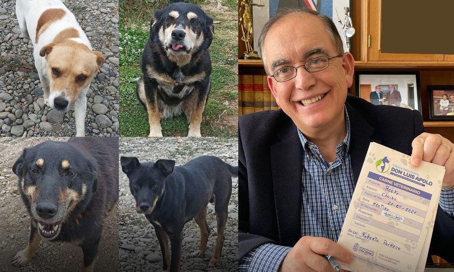 Municipio de Osorno adoptó a cuatro perritos abandonados