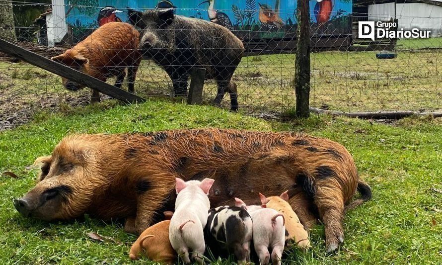 Familia ranquina presenta su mayor orgullo: una granja interactiva y educativa para toda la región