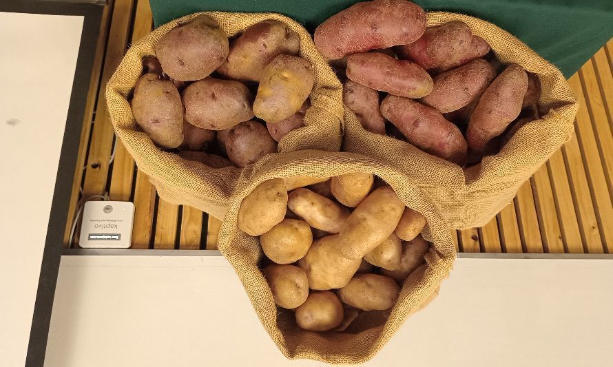 Desarrollan nuevas variedades de papas de colores adaptadas al cambio climático 