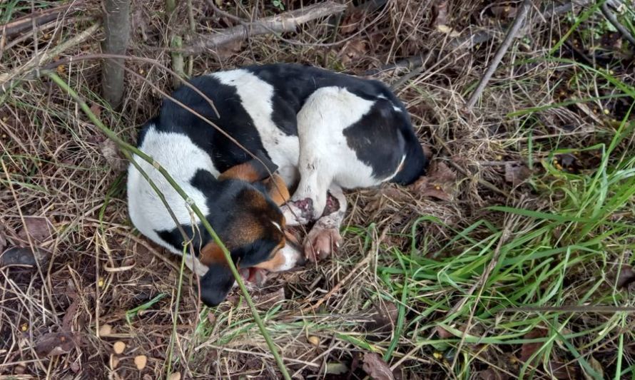 La cruel práctica de abandonar a las mascotas a orillas de la carretera 