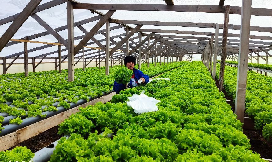 Malalhue: Emprendimiento de hortalizas contará con pozo profundo gracias al Gobierno Regional