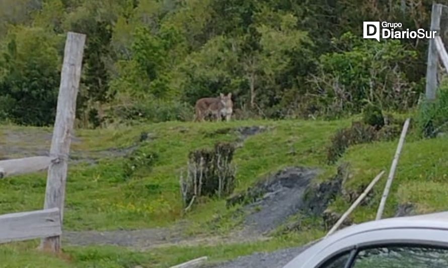 Comunidad rural de Lago Ranco preocupada por presencia de puma en zona poblada 