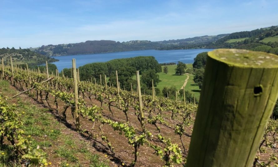 Destacan gran potencial para la producción de vinos en la zona sur