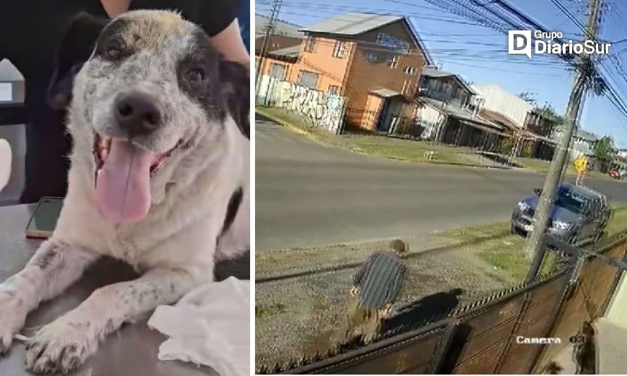 Registran brutal caso de maltrato animal en Osorno