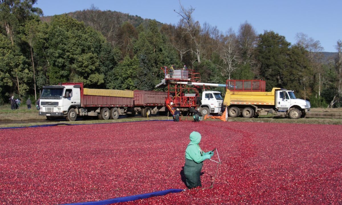 Chile es el tercer mayor productor de cranberries en el mundo