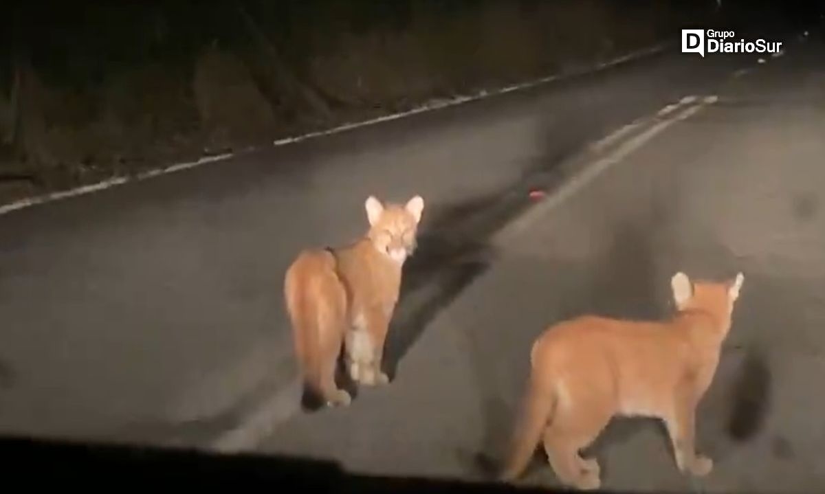 Preocupación por avistamiento de pumas en zonas rurales de Río Bueno