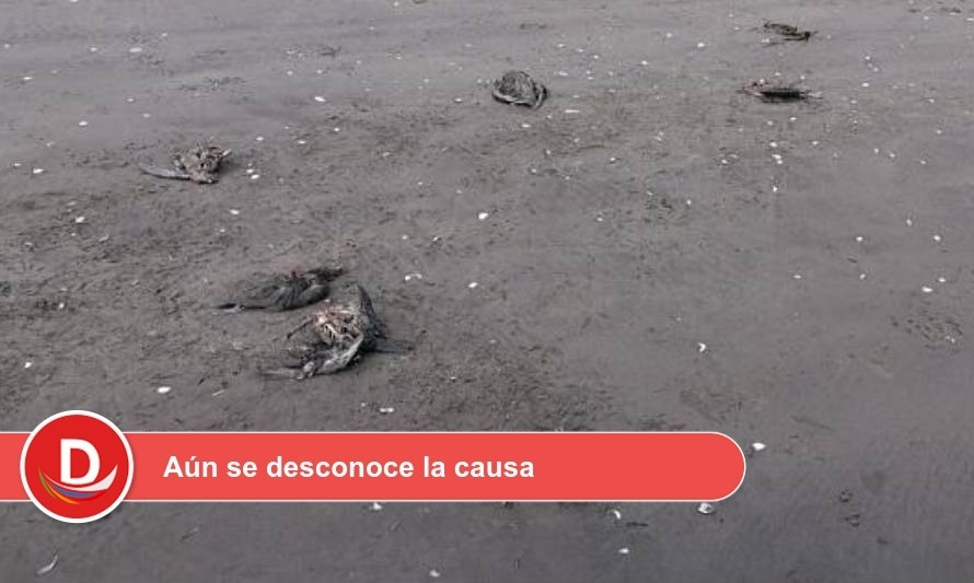 Sernapesca constató la muerte de 4 pingüinos en playa Cheuque