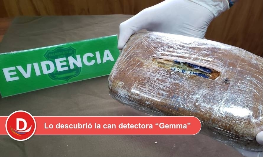 Perra detectora de drogas volvió a ser clave en decomiso de cocaína